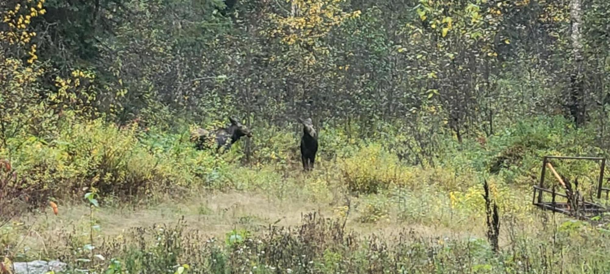 Hotel Bone Creek Wilderness Retreat Blue River Esterno foto